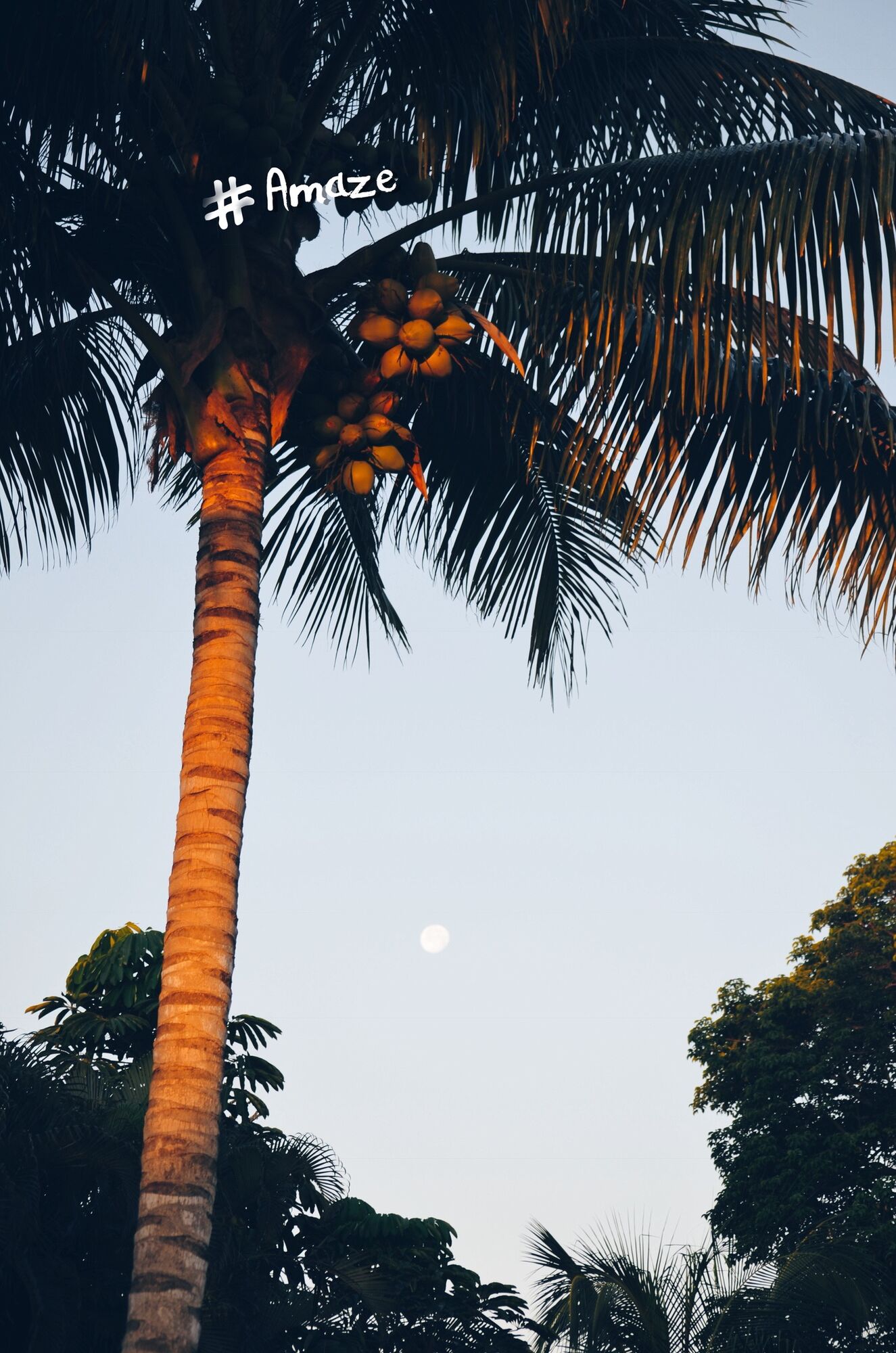Palm Tree Moon
