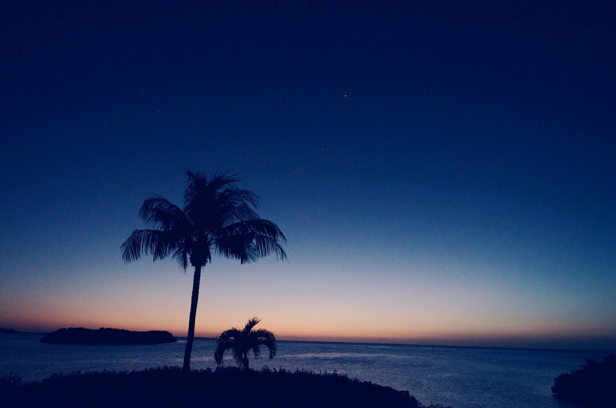 Blue Hour Palms